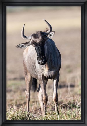 Framed Eastern white-bearded wildebeest, Amboseli National Park, Kenya Print