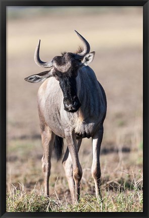 Framed Eastern white-bearded wildebeest, Amboseli National Park, Kenya Print