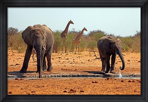 Framed Elephants and giraffes, Etosha, Namibia Print