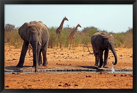 Framed Elephants and giraffes, Etosha, Namibia Print