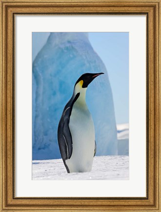 Framed Emperor Penguin on ice, Snow Hill Island, Antarctica Print