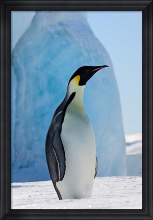 Framed Emperor Penguin on ice, Snow Hill Island, Antarctica Print