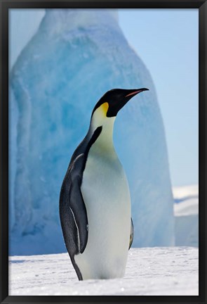 Framed Emperor Penguin on ice, Snow Hill Island, Antarctica Print