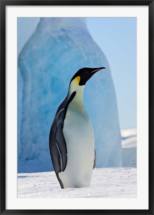 Framed Emperor Penguin on ice, Snow Hill Island, Antarctica Print