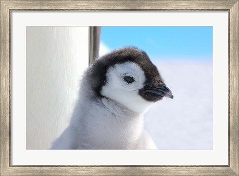 Framed Chick Emperor Penguin, Antarctica Print