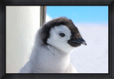 Framed Chick Emperor Penguin, Antarctica Print