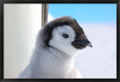 Framed Chick Emperor Penguin, Antarctica Print