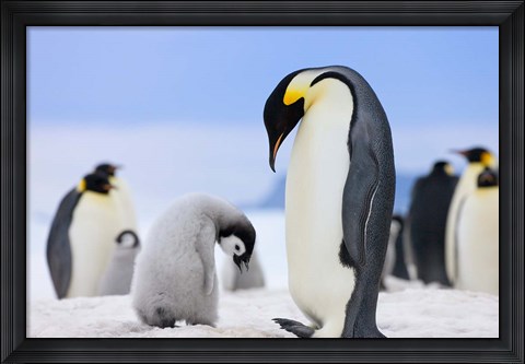 Framed Emperor Penguins, Antarctica Print