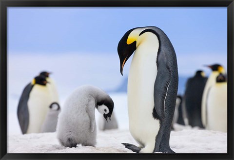 Framed Emperor Penguins, Antarctica Print