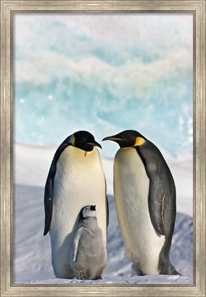 Framed Three Emperor Penguin, Snow Hill Island, Antarctica Print
