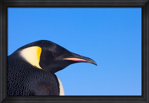 Framed Head of Emperor Penguin, Antarctica Print