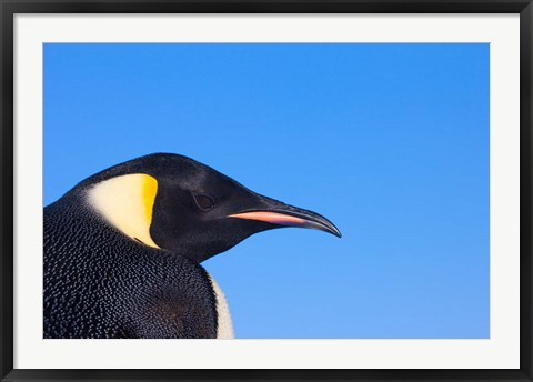 Framed Head of Emperor Penguin, Antarctica Print