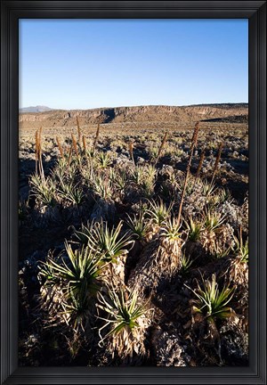 Framed Escarpment of Sanetti Plateau, red hot poker plants, Bale Mountains, Ethiopia Print