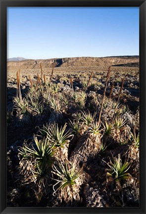 Framed Escarpment of Sanetti Plateau, red hot poker plants, Bale Mountains, Ethiopia Print