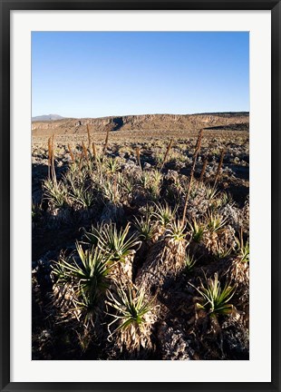 Framed Escarpment of Sanetti Plateau, red hot poker plants, Bale Mountains, Ethiopia Print