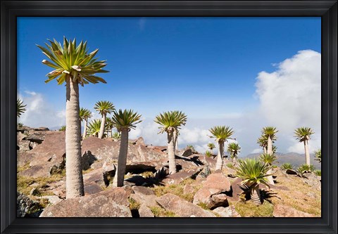 Framed Ethiopian Giant Lobelia, Simien Mountains, Ethiopia Print