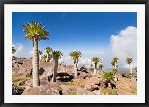 Framed Ethiopian Giant Lobelia, Simien Mountains, Ethiopia Print