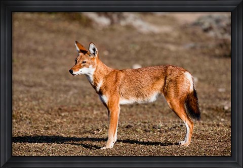 Framed Ethiopian Wolf, Bale Mountains Park, Ethiopia Print