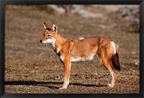 Framed Ethiopian Wolf, Bale Mountains Park, Ethiopia Print