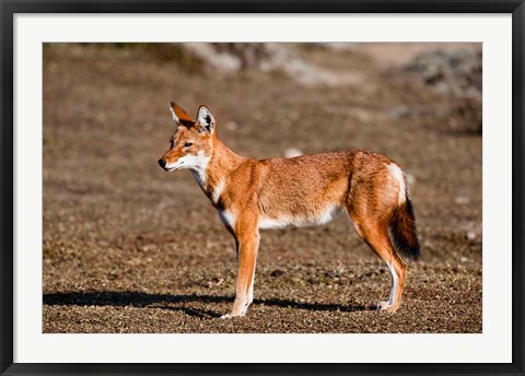 Framed Ethiopian Wolf, Bale Mountains Park, Ethiopia Print