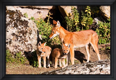 Framed Ethiopian Wolf with cubs, Bale Mountains Park, Ethiopia Print