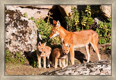 Framed Ethiopian Wolf with cubs, Bale Mountains Park, Ethiopia Print