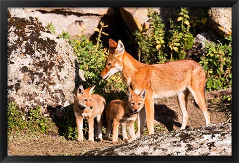 Framed Ethiopian Wolf with cubs, Bale Mountains Park, Ethiopia Print