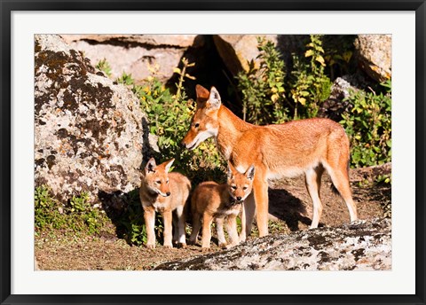 Framed Ethiopian Wolf with cubs, Bale Mountains Park, Ethiopia Print