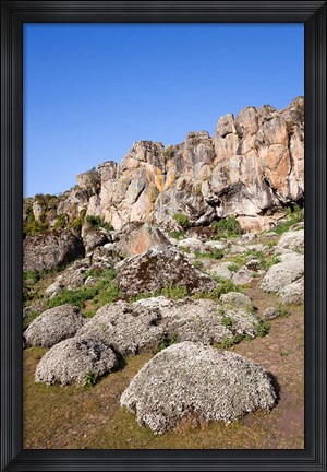 Framed Everlasting Flowers, Helichrysum, Denka valley, Bale Mountains, Ethiopia Print