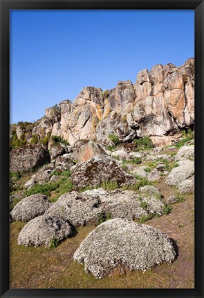 Framed Everlasting Flowers, Helichrysum, Denka valley, Bale Mountains, Ethiopia Print