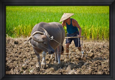 Framed Farmer plowing with water buffalo, Yangshuo, Guangxi, China Print