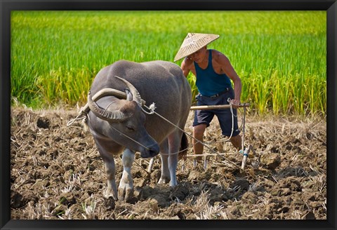 Framed Farmer plowing with water buffalo, Yangshuo, Guangxi, China Print