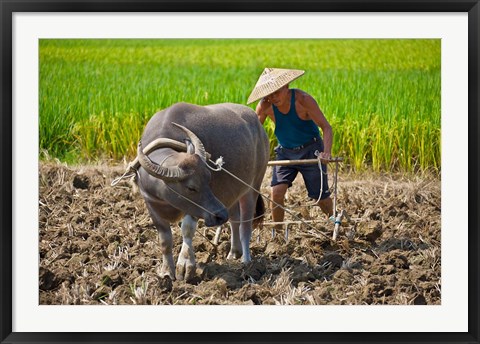 Framed Farmer plowing with water buffalo, Yangshuo, Guangxi, China Print