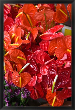 Framed Flamingo Flowers, Flower Market, Port Louis, Mauritius Print