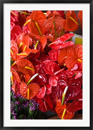 Framed Flamingo Flowers, Flower Market, Port Louis, Mauritius Print