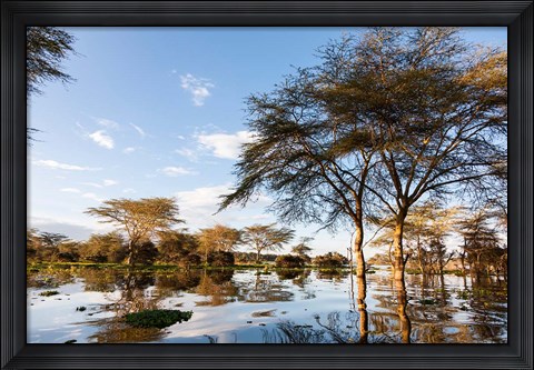 Framed Flooded shoreline, Lake Naivasha, Crescent Island Game Park, Kenya Print