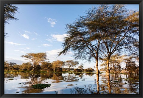 Framed Flooded shoreline, Lake Naivasha, Crescent Island Game Park, Kenya Print