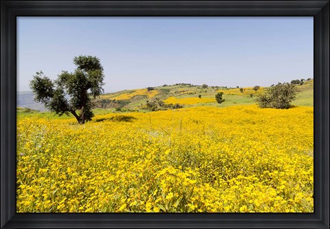 Framed Flower Field, Niger seed, Semien Mountains, Ethiopia Print