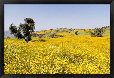 Framed Flower Field, Niger seed, Semien Mountains, Ethiopia Print