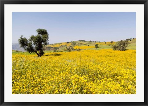 Framed Flower Field, Niger seed, Semien Mountains, Ethiopia Print