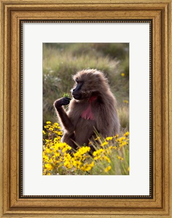 Framed Gelada Baboon primate, Ethiopia Print