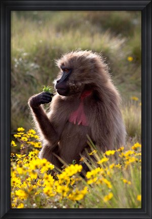 Framed Gelada Baboon primate, Ethiopia Print