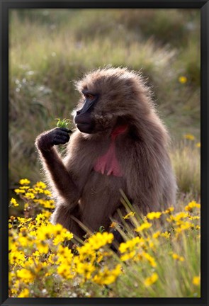 Framed Gelada Baboon primate, Ethiopia Print