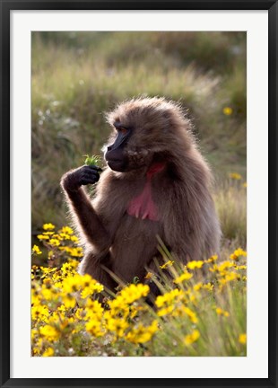 Framed Gelada Baboon primate, Ethiopia Print