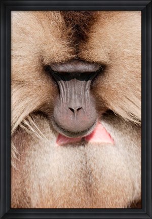 Framed Close up of Gelada Baboon, Ethiopia Print