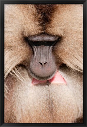 Framed Close up of Gelada Baboon, Ethiopia Print