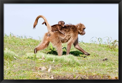 Framed Gelada, Gelada Baboon primate, Ethiopia Print