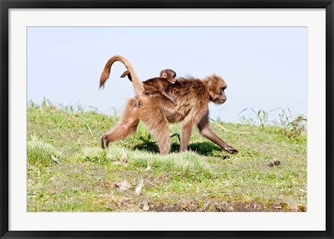 Framed Gelada, Gelada Baboon primate, Ethiopia Print