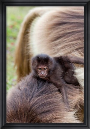 Framed Baby Gelada Baboon primate, Ethiopia Print