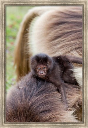 Framed Baby Gelada Baboon primate, Ethiopia Print